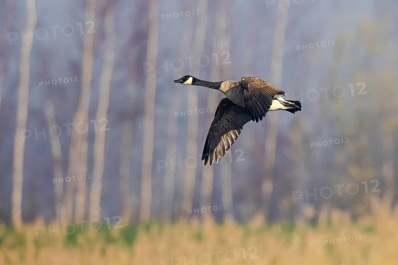 Canada Goose (Branta canadensis) flying, Netherlands