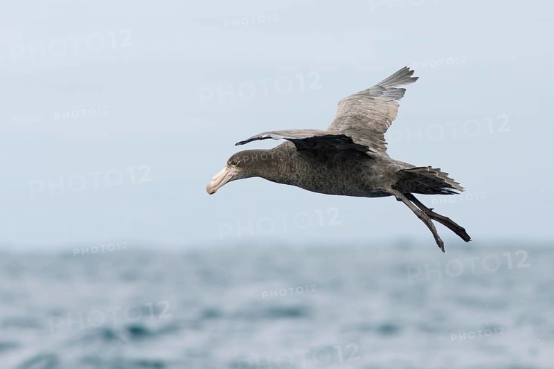 Northern Giant Petrel (Macronectes halli) flying, Victoria, Australia