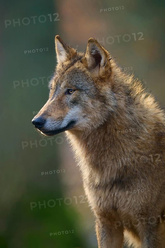 Wolf (Canis lupus), Alert wolf in profile in natural environment with soft light, Germany