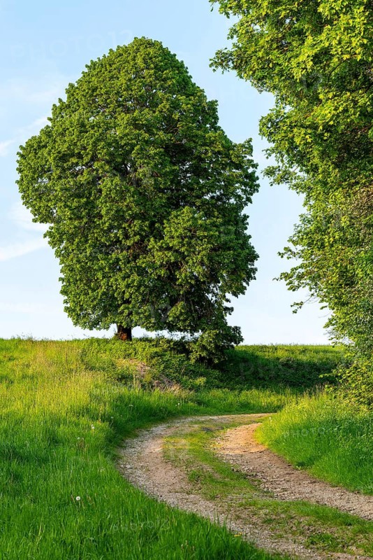 Extensive meadow with a large lime tree (Tilia) with lush green foliage on a winding country lane, Lügde, North Rhine-Westphalia, Germany
