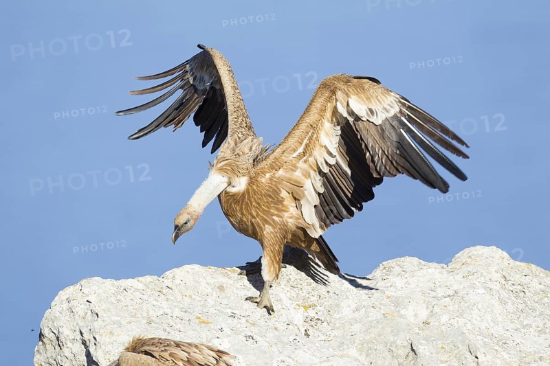 Griffon Vulture (Gyps fulvus), Mallorca, Spain