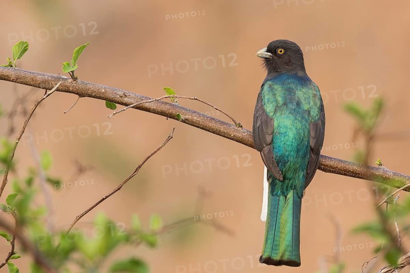 Citreoline Trogon (Trogon citreolus) perched on a branch in Oaxaca, Mexico