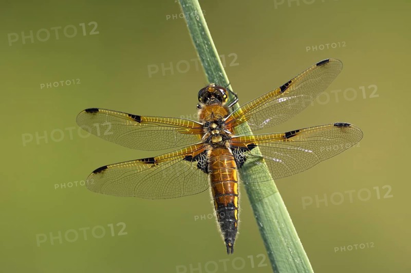 Four spotted chaser dragonfly (Libellula quadrimaculata) adult insect on a reed leaf, RSPB Lakenheath fen nature reserve, Suffolk, England, United Kingdom