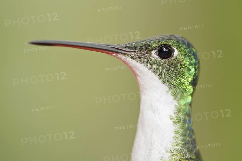 Andean Emerald (Amazilia franciae), Ecuador