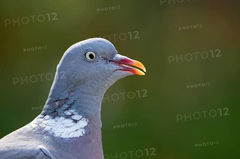 Wood pigeon (Columba palumbus) adult garden bird head portrait, England, United Kingdom