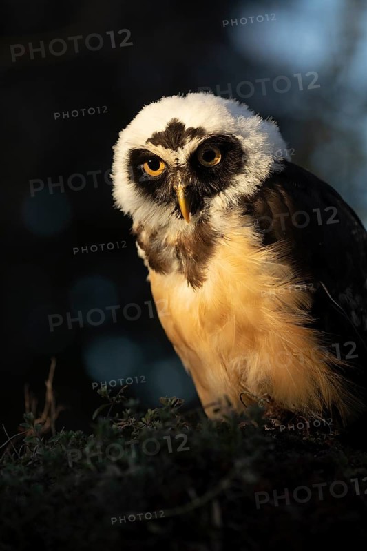 Spectacled Owl (Pulsatrix perspicillata) captive, juvenile, Germany
