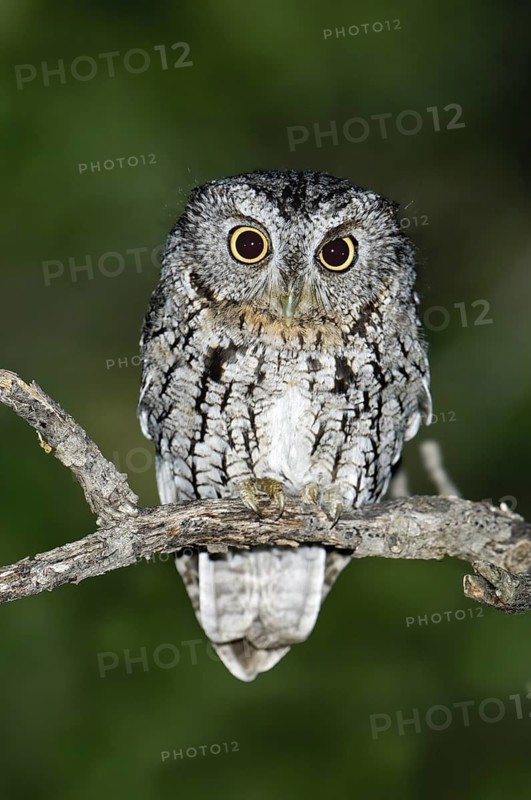 Whiskered Screech Owl (Megascops trichopsis), Arizona, USA