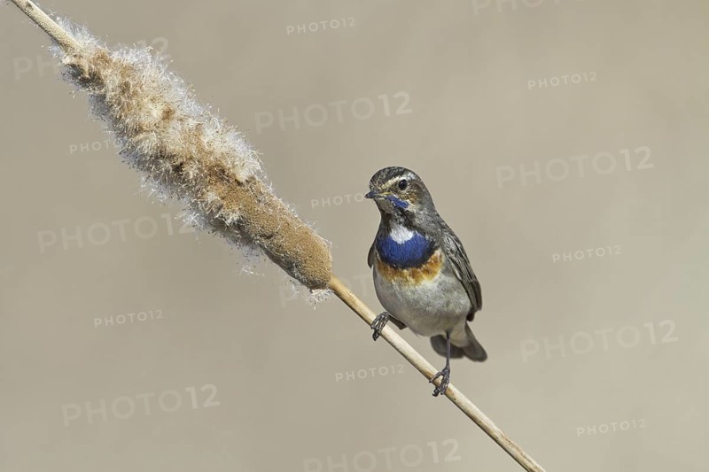 Bluethroat (Luscinia svecica cyanecula) male, Portugal