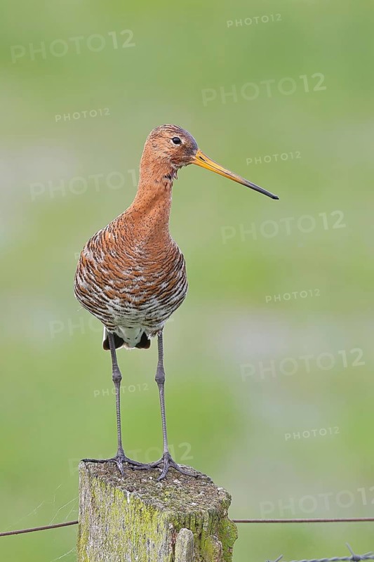 Black-tailed godwit (Limosa limosa) standing on a post, Ochsenmoor, Lake Dümmer, Hüde, Lower Saxony, Germany