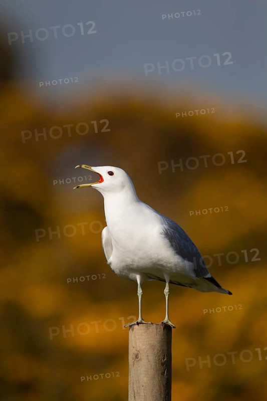 Common gull (Larus canus) adult seagull bird calling from a fence post in spring, Suffolk, England, United Kingdom
