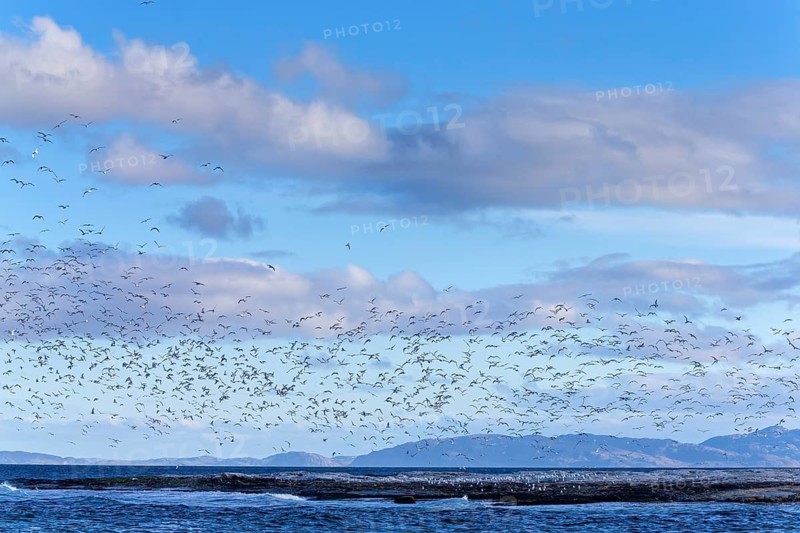 Dreizehenmöwe, Black-legged Kittiwake, Kittiwake, Rissa tridactyla, Mouette tridactyle, Gaviota Tridáctila