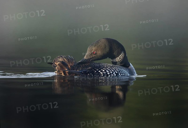 Great Northern Loon (Gavia immer), Michigan, USA