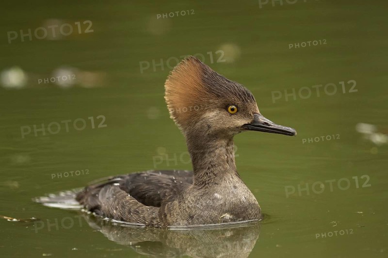 Hooded Merganser (Lophodytes cucullatus) female, California, USA