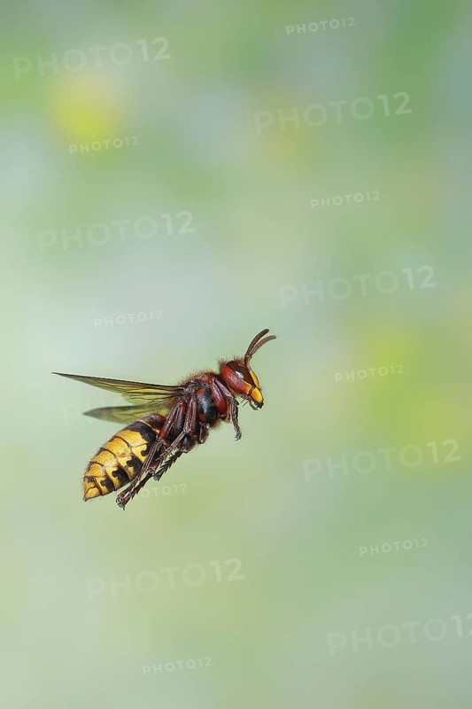 Hornet (Vespa crabro), worker in flight, flight photo, high-speed photo, North Rhine-Westphalia, Germany