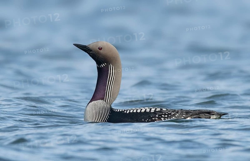 Black-throated Loon (Gavia arctica), Iceland