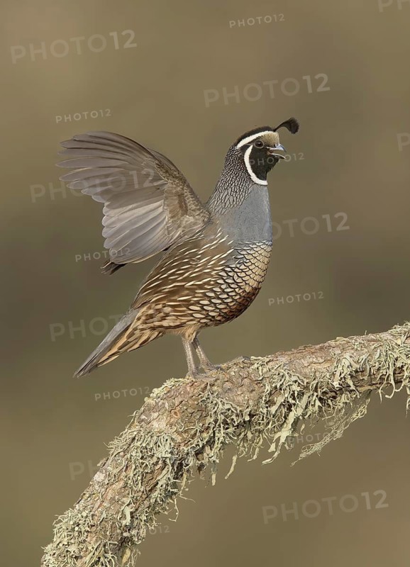 California Quail (Callipepla californica) male, California, USA