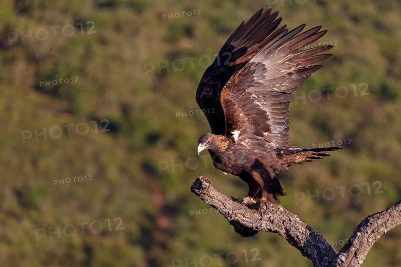 Golden Eagle, (Aquila chrysaetos), bird of prey, hawk family, perch, biotope, habitat, foraging, El Millaron Golden Eagle Hide, Salorino, Extremadura Caceres, Spain