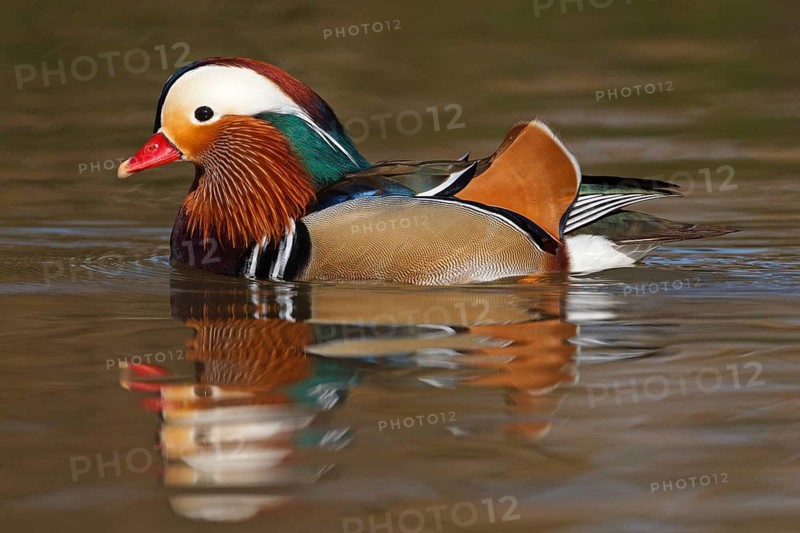 Mandarin Duck (Aix galericulata) male, Baden-Wuerttemberg, Germany
