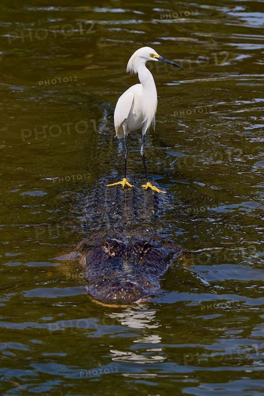 A white bird keeps its balance on a swimming alligator, Great White Egret (Egretta thula), American Alligator (Alligator mississippiensis), Orlando, Florida, USA