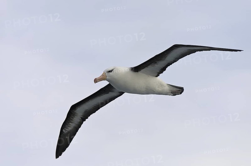 Black-browed Albatross (Thalassarche melanophris) flying, Antarctica