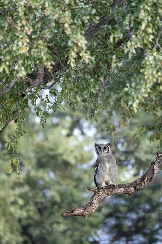 Verreaux's Eagle-Owl (Bubo lacteus) perched in tree, Botswana