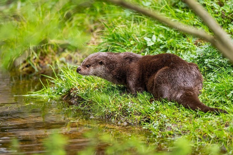 Eurasian otter (Lutra lutra) on the edge of a little lake in a forest, Bavaria, Germany