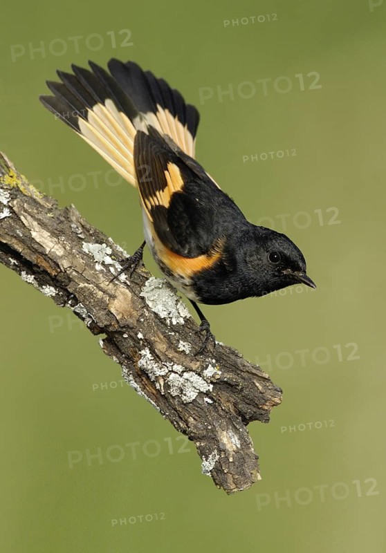 American Redstart (Setophaga ruticilla) male, Texas, USA