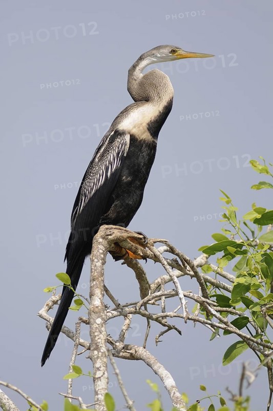 Oriental Darter (Anhinga melanogaster), Sri Lanka