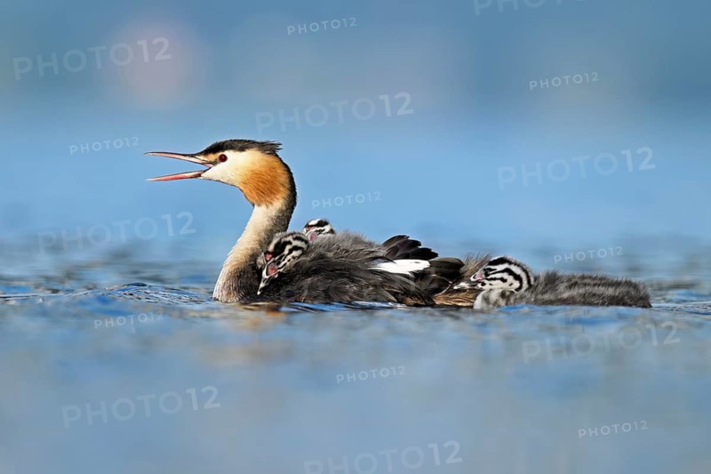 Great Crested Grebe (Podiceps scalloped ribbonfish), with two chicks in plumage and swimming in Lake Zug, Canton Zug, Switzerland