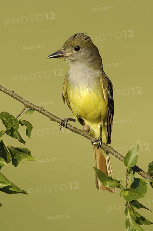 Great Crested Flycatcher (Myiarchus crinitus), Texas, USA