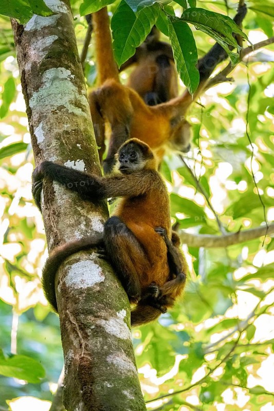 Geoffroy's spider monkey (Ateles geoffroyi) with juvenile climbing a tree in the jungle, Tortuguero National Park, Costa Rica
