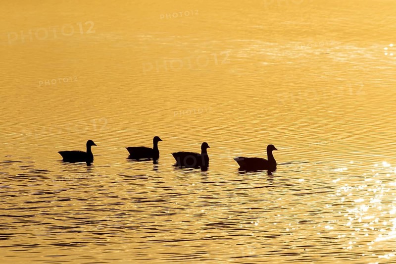 Brent goose (Branta bernicla) four adult geese birds on a lagoon silhouette at sunset, RSPB Frampton marsh nature reserve, Lincolnshire, England, United Kingdom