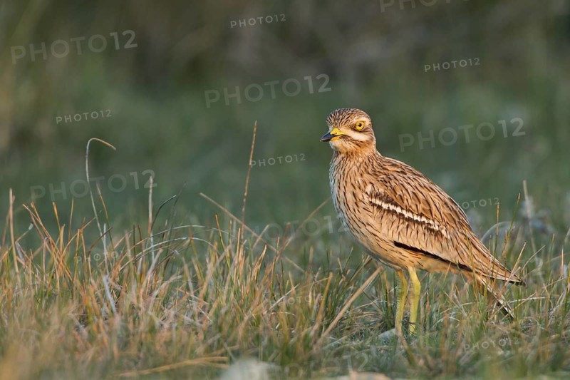 Eurasian Stone-curlew (Burhinus oedicnemus) in field, Dalmatia, Croatia