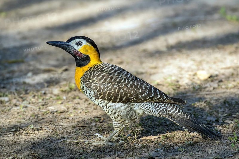 Field woodpecker, (Colaptes campestris), Mato Grosso, Brazil, South America
