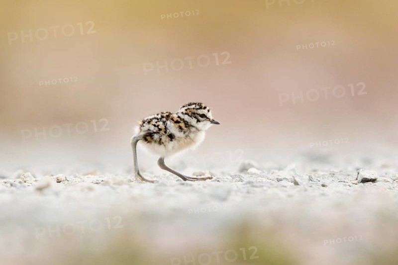 Eurasian Dotterel (Charadrius morinellus) chick, Norway