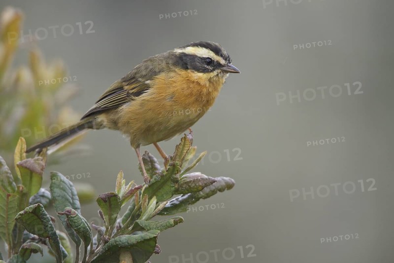 Three-striped Hemispingus (Hemispingus trifasciatus) perched on a branch in Bolivia, South America