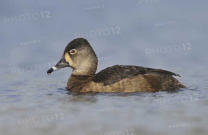Ring-necked Duck (Aythya collaris) female, British Columbia, Canada