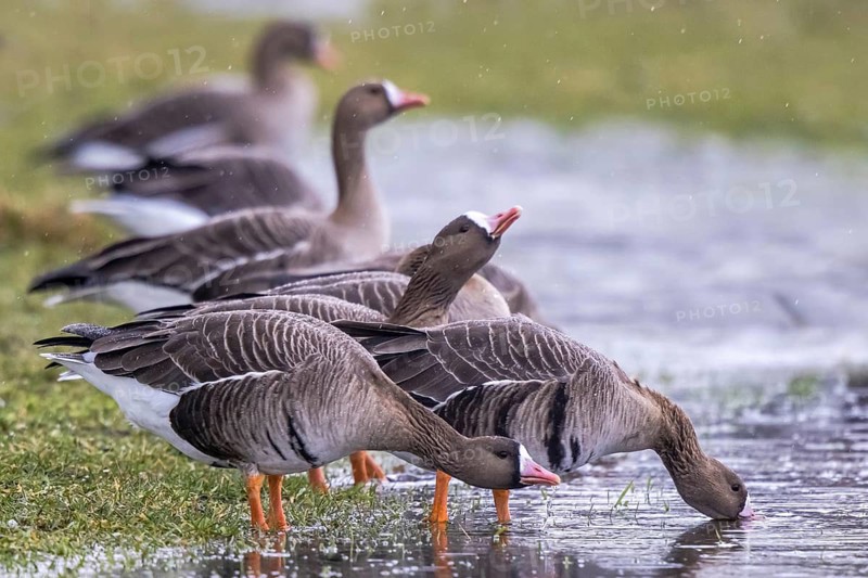 Greater White-fronted Goose (Anser albifrons) group drinking at a waterhole, North Rhine-Westphalia, Germany