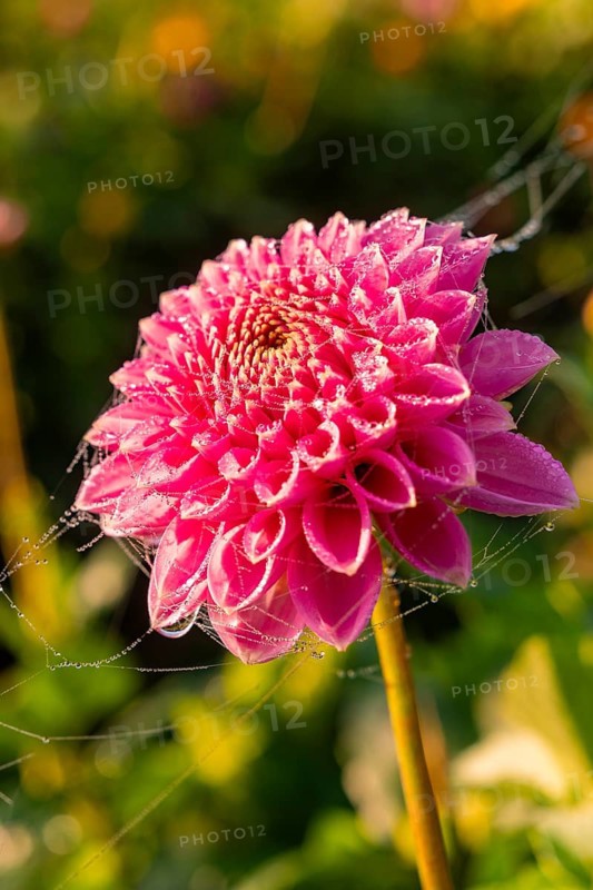 A dahlia in bright pink with dewdrops and cobwebs, glistening in the light, Gechingen, Black Forest, Germany