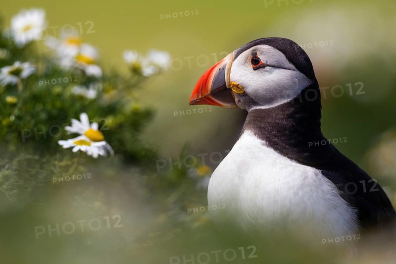 Atlantic Puffin (Fratercula arctica), Wales, United Kingdom