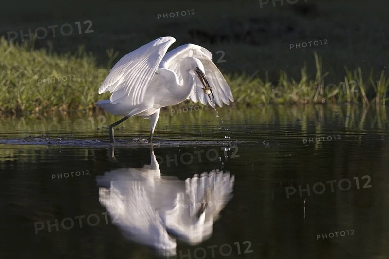 Little Egret (Egretta garzetta), Castile-La Mancha, Spain