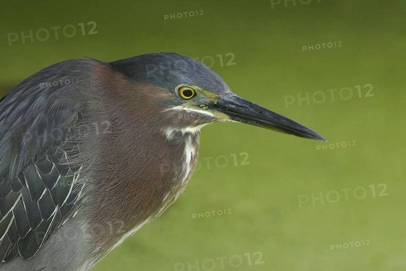 Green Heron (Butorides virescens), Florida, USA