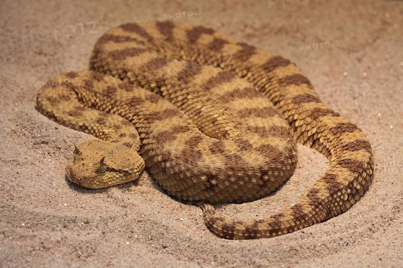 Desert horned viper (Cerastes cerastes) in sandy soil, coiled, coiled, captive