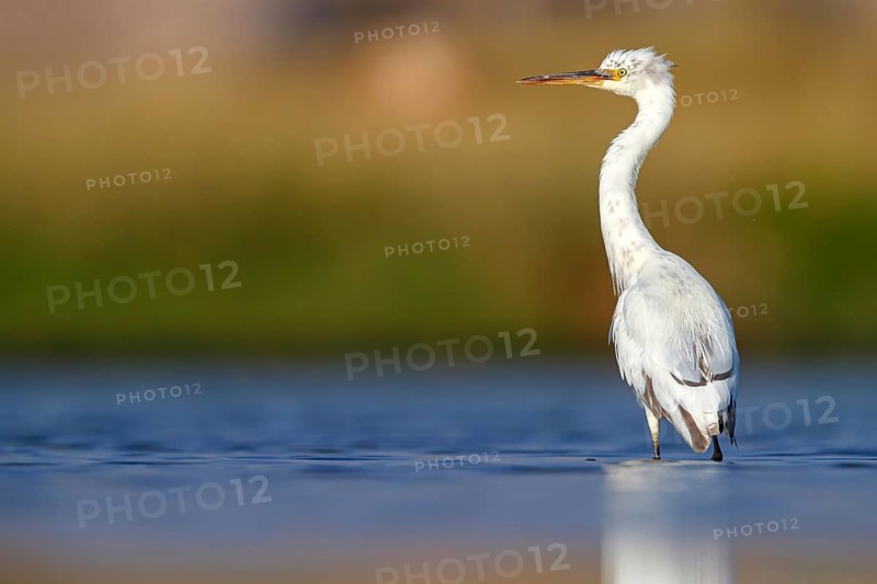 Heron, (Egretta gularis), heron family, biotope, habitat, waters, foraging, animals, birds, Raysut, Salalah, Dhofar, Oman