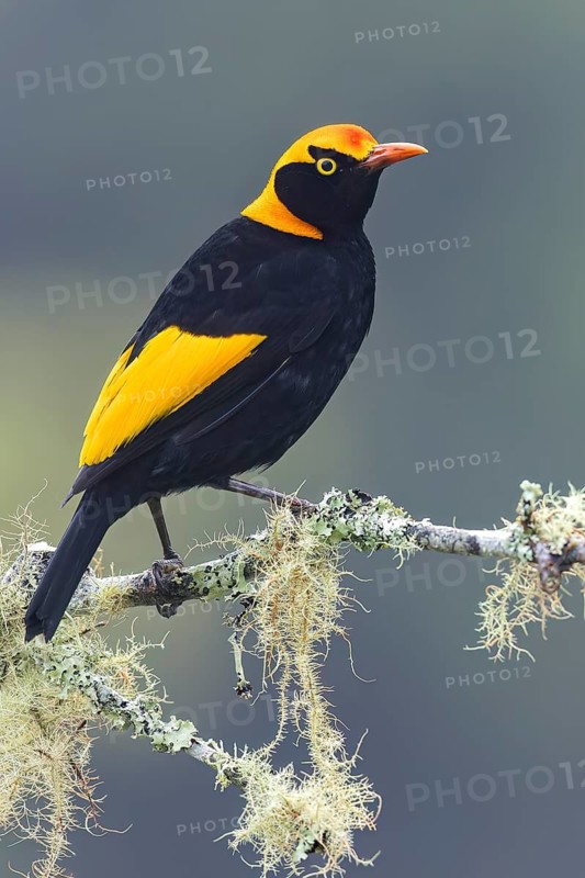 Regent Bowerbird (Sericulus chrysocephalus) perched on a branch in eastern Australia