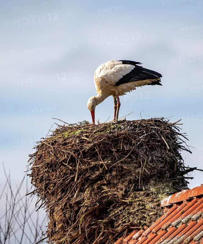 White storks, in the stork care centre Wesermarsch, near Berne, on the river Berne, up to 50 pairs of storks hatched their offspring here, many injured, handicapped storks live here all year round in care, Berne, Lower Saxony, Germany