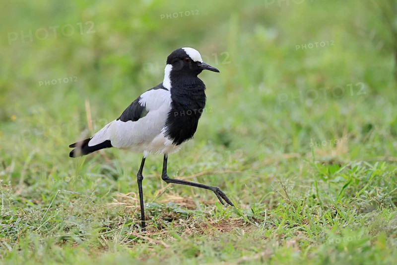 Black-headed Lapwing (Vanellus armatus), adult, foraging, Pilanesberg National Park, North West Province, South Africa
