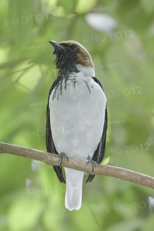 Bearded Bellbird (Procnias averano), Trinidad and Tobago