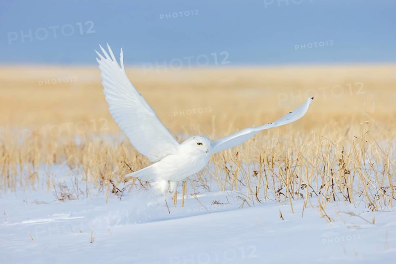 Hunting snowy owl, polar owl, Arctic owl (Bubo scandiacus) adult male in white camouflage colours taking off from snow covered field in winter