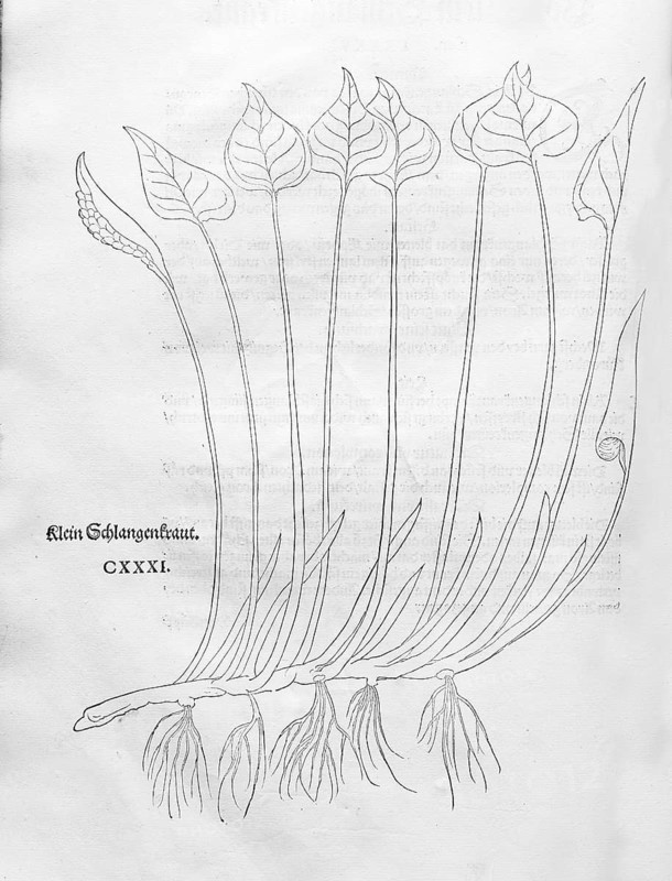 Swamp calla, snakewort (Calla palustris), woodcut by Leonhart Fuchs, from New Kreüterbuch, neues Kräuterbuch, Michael Isingrin, Basel, Switzerland, 1543